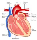 HomeWerx.Com Heart Battles are Painful and Long Remembered